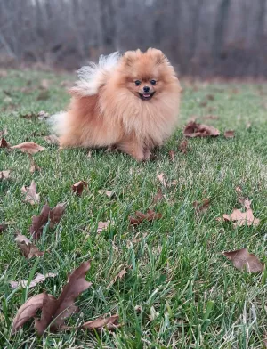 pomeranian alibro