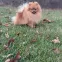 pomeranian alibro