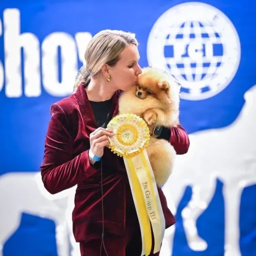 Champion pomeranian male Tauro Kennel
