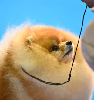 Legendary champion pomeranian male Tauro Kennel