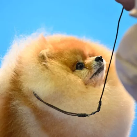 Legendary champion pomeranian male Tauro Kennel