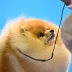 Legendary champion pomeranian male Tauro Kennel