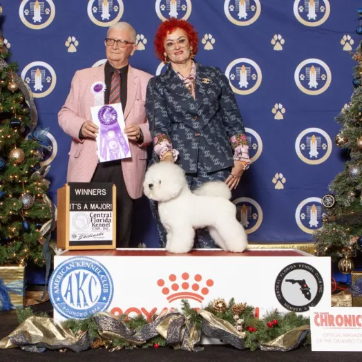 Champion Bichon Frise female Tauro Kennel 