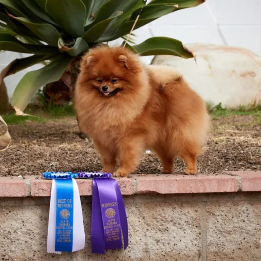 USA Champion pomeranian male Tauro Kennel