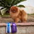USA Champion pomeranian male Tauro Kennel