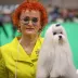 Champion Maltese Bichon male Tauro Kennel