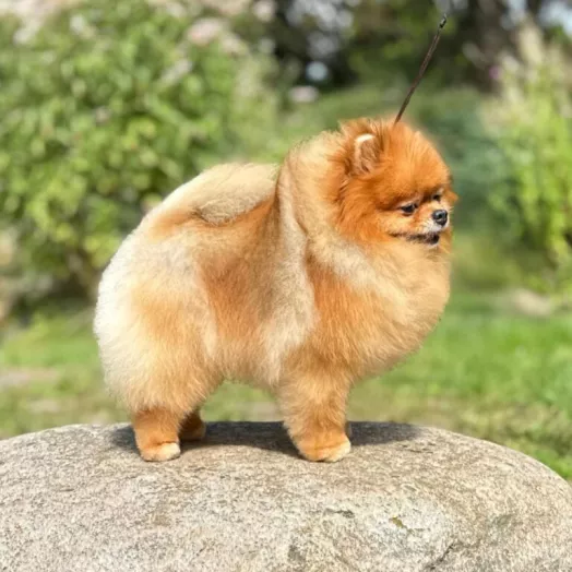 Champion pomeranian male Tauro Kennel