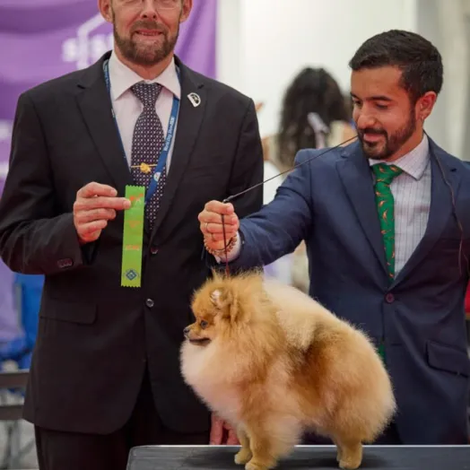 Champion pomeranian Female Tauro Kennel
