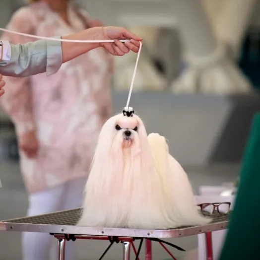 Champion Maltese Bichon - Tauro Kennel 