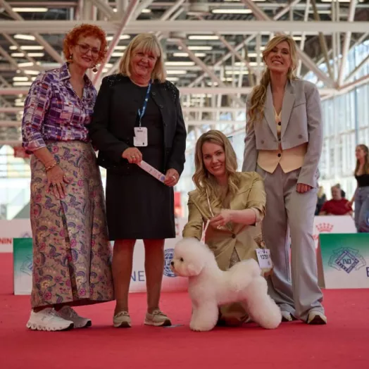Champion Bichon Frise female Tauro Kennel World junior winner 2026