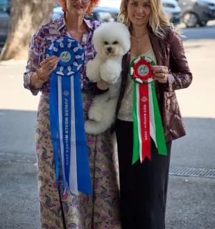 Champion Bichon Frise female Tauro Kennel World junior winner 2026