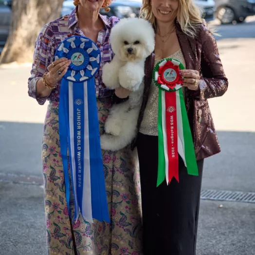 Champion Bichon Frise female Tauro Kennel World junior winner 2026