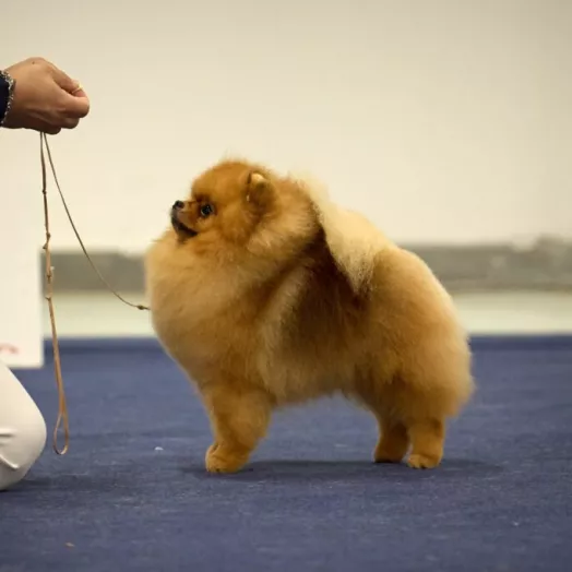 number one Pomeranian in USA 2026 Tauro Kennel
