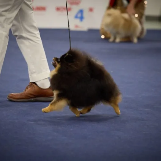 Champion pomeranian Female Tauro Kennel 