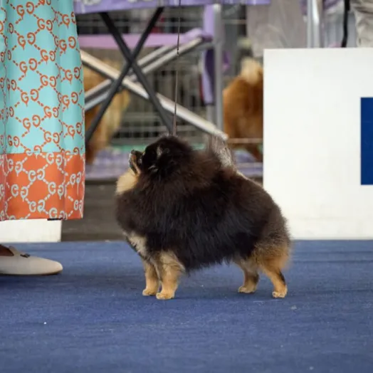 Champion pomeranian Female Tauro Kennel 