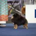 Champion pomeranian Female Tauro Kennel 