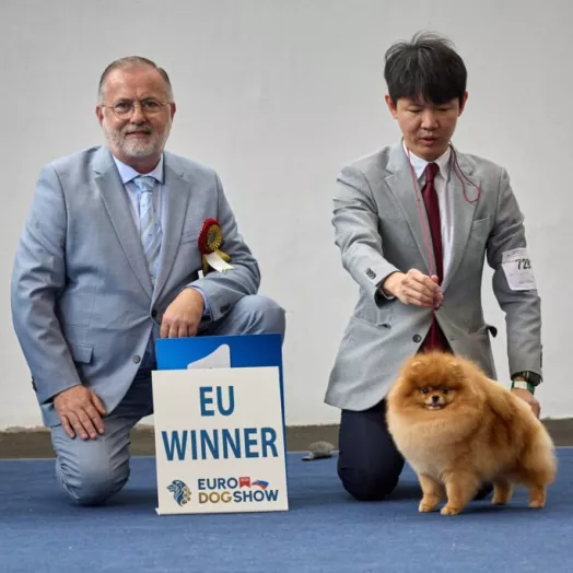 European winner 2025 pomeranian Tauro Kennel