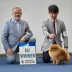 European winner 2025 pomeranian Tauro Kennel