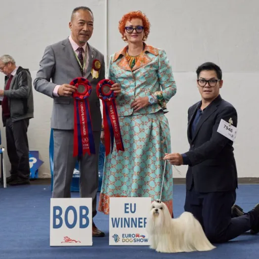 Champion Maltese Bichon - Tauro Kennel 