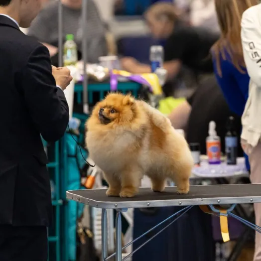 Champion pomeranian male Tauro Kennel