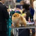 Champion pomeranian male Tauro Kennel