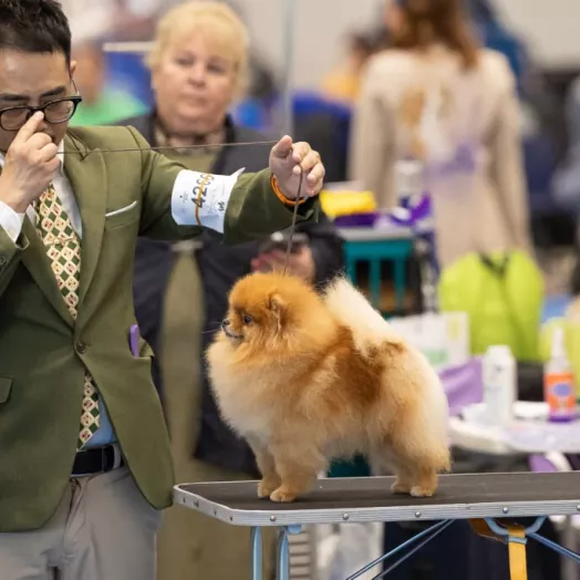 World winner 2025 pomeranian Tauro Kennel