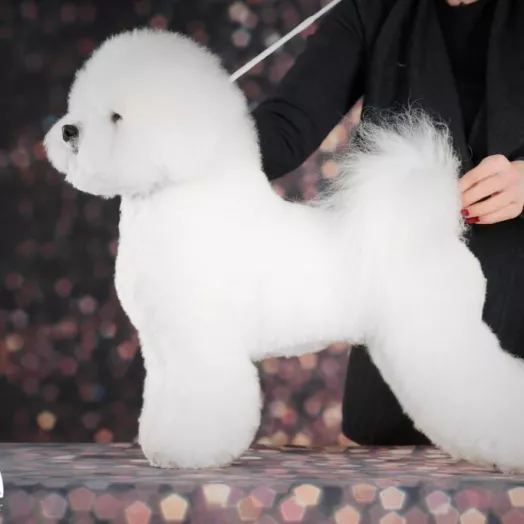 Champion Bichon Frise male Tauro Kennel