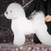 Champion Bichon Frise male Tauro Kennel