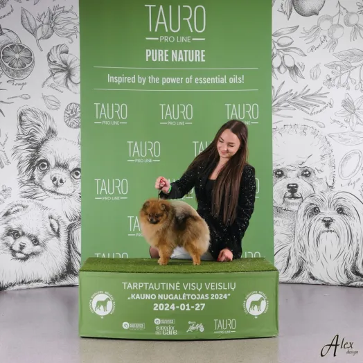 Champion pomeranian male Tauro Kennel