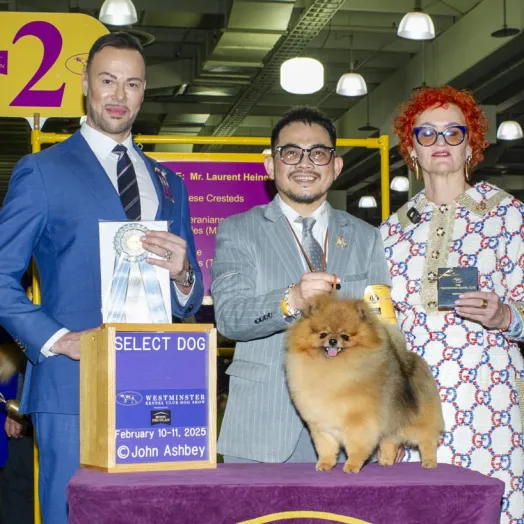 3 times world winner pomeranian Tauro Kennel 