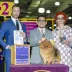 3 times world winner pomeranian Tauro Kennel 