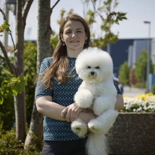 Champion Bichon Frise female Tauro Kennel 