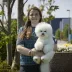 Champion Bichon Frise female Tauro Kennel 