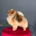 Champion pomeranian male Tauro Kennel
