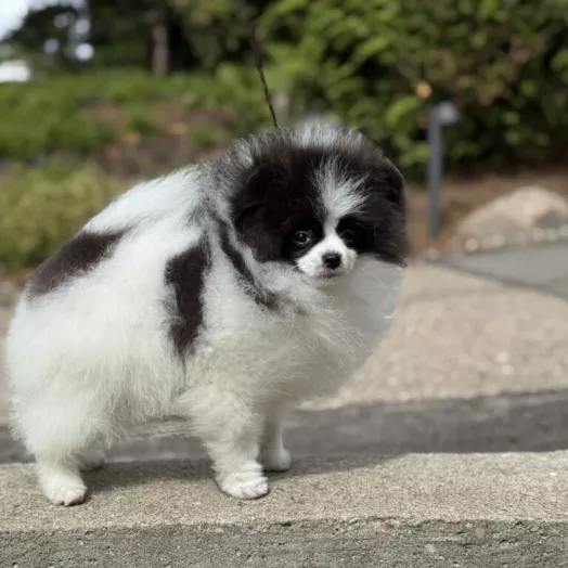Tauro Kennel Pomeranian Spitz — show-quality breeding
