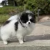 Tauro Kennel Pomeranian Spitz — show-quality breeding