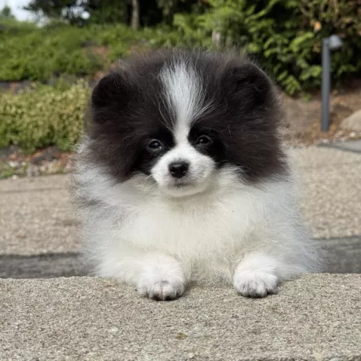 Tauro Kennel Pomeranian Spitz — show-quality breeding