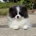 Tauro Kennel Pomeranian Spitz — show-quality breeding