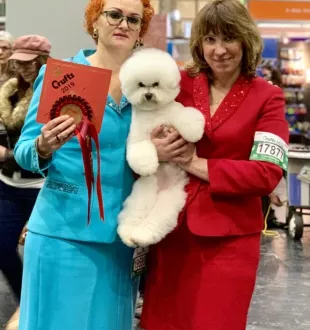 Champion Bichon Frise female Tauro Kennel 