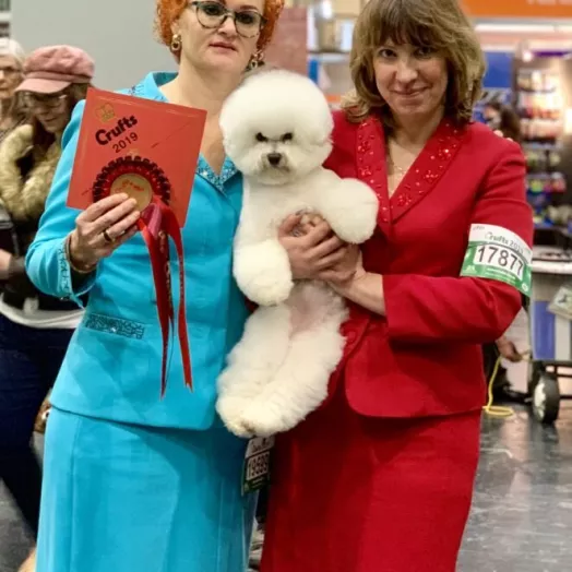 Champion Bichon Frise female Tauro Kennel