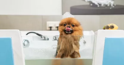 Pomeranian bath