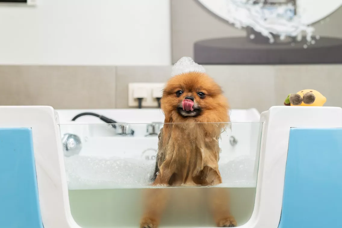 Pomeranian bath