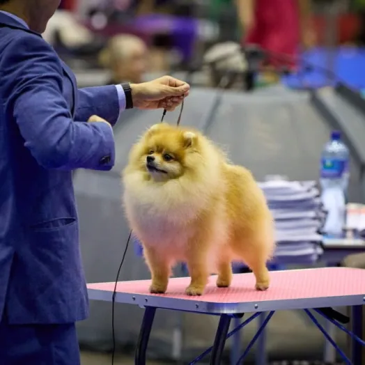 Champion pomeranian male Tauro Kennel
