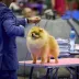 Champion pomeranian male Tauro Kennel