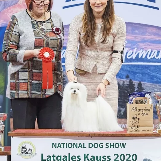 Champion Maltese Bichon male Tauro Kennel