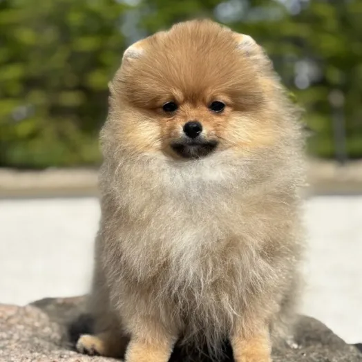 Tauro Kennel Pomeranian Spitz — Home joy dog