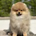 Tauro Kennel Pomeranian Spitz — Home joy dog