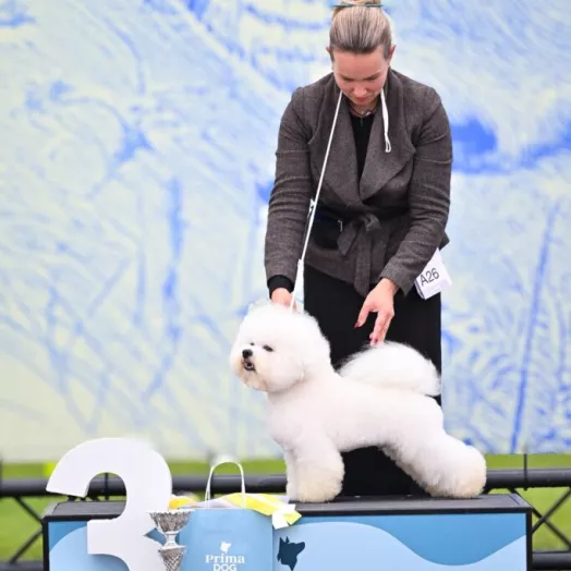 Champion Bichon Frise male Tauro Kennel stud