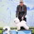 Champion Bichon Frise male Tauro Kennel stud