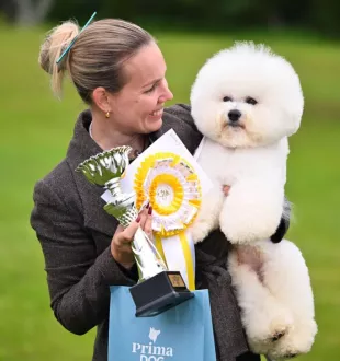 Champion Bichon Frise male Tauro Kennel stud